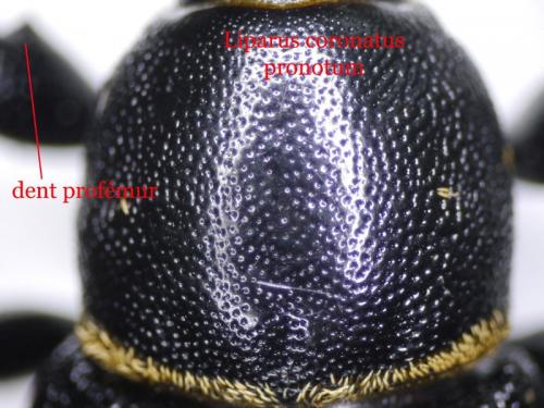 Liparus coronatus